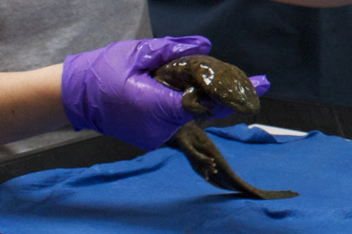 Mudpuppies and Hellbenders near Meadowbrook Log Cabin