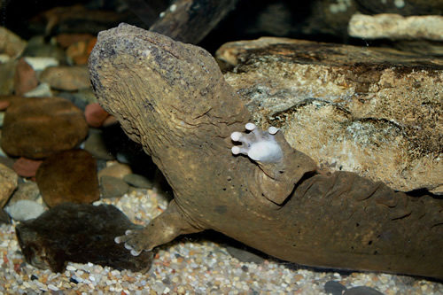 Mudpuppies and Hellbenders near Meadowbrook Log Cabin