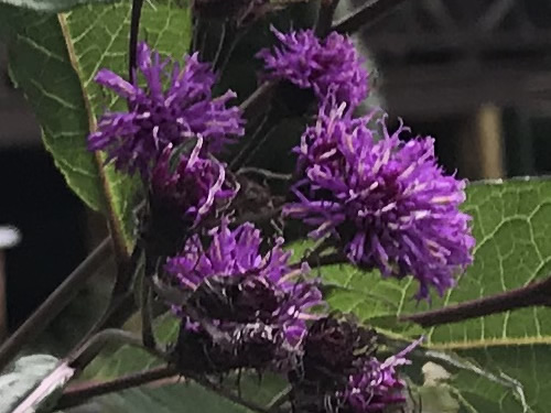 Joe-Pye Weed at Meadowbrook Log Cabin