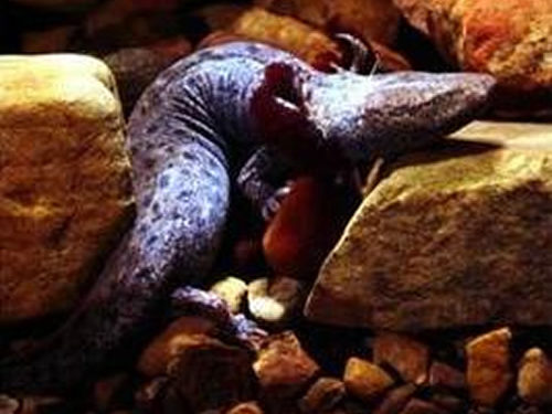 Mudpuppies and Hellbenders near Meadowbrook Log Cabin