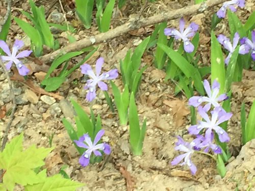 Dwarf Crested Iris on the side of the gravel road that connects Mills River Recreation Area with the Blue Ridge Parkway. - Wild Irises in Pisgah Forest – Things to do near Meadowbrook Log Cabin May