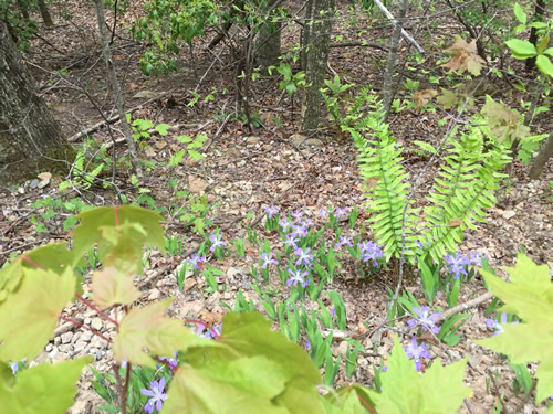 Dwarf Crested Iris in Pisgah National Forest - Wild Irises in Pisgah Forest – Things to do near Meadowbrook Log Cabin May