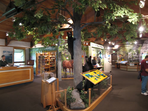 Interpretive Displays at Pisgah National Forest Visitor Center - Pisgah National Forest Ranger Station and Visitor Center – Things to do near Meadowbrook Log Cabin