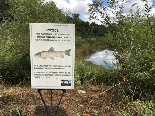 Sign about Sterile Triploid Grass Carp, the fish in the lake - . Don’t catch them. If you catch them, put them back. - Rhododendron Lake Nature Park – Things to do near Meadowbrook Log Cabin