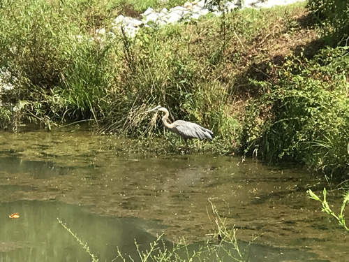 Heron in Rhododendron Lake - Rhododendron Lake Nature Park – Things to do near Meadowbrook Log Cabin