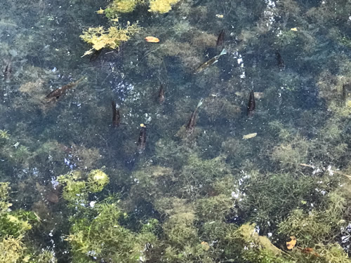 Sterile Triploid Grass Carp in Rhododendron Lake Nature Park – Things to do near Meadowbrook Log Cabin