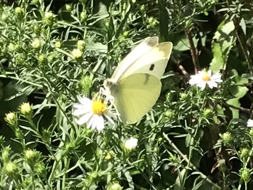 Small Cabbage White Butterfly near Meadowbrook Log Cabin