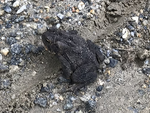 Southern Toads are usually brown, but can also be red or black. Some have spots. – Nature Walk Near Meadowbrook Log Cabin