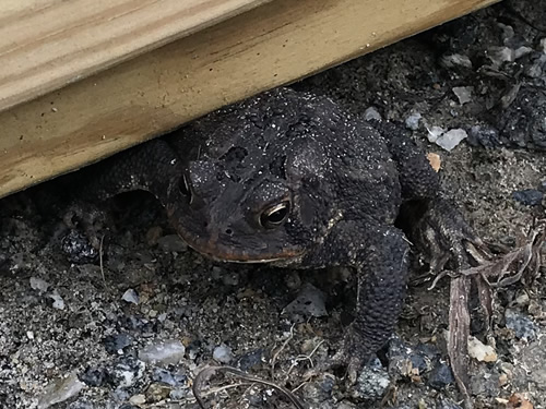 Southern Toad – Nature Walk Near Meadowbrook Log Cabin