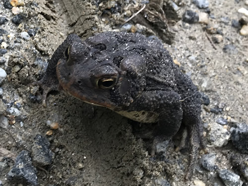Southern Toads have large knobs on its pronounced cranial crests. – Nature Walk Near Meadowbrook Log Cabin