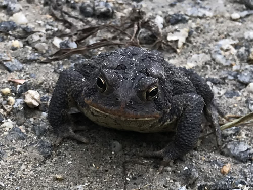 Southern Toad - I think it is a female. Males have a dark throat. It doesn't looks like her throat is dark to me. – Nature Walk Near Meadowbrook Log Cabin