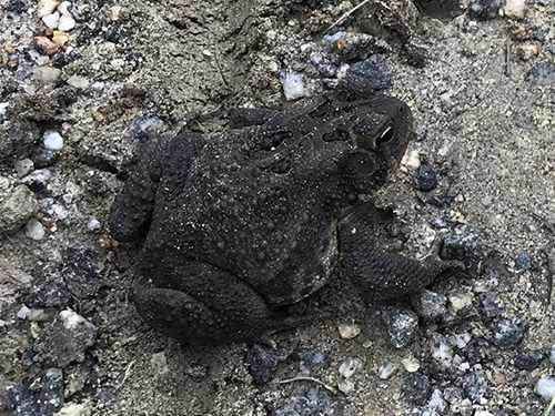 Southern Toads are common. They live on land. They only go back to water to lay their eggs. – Nature Walk Near Meadowbrook Log Cabin
