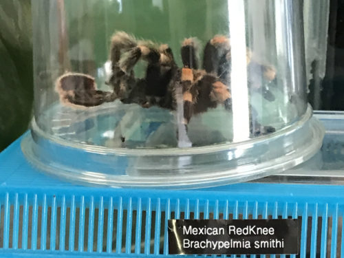 Mexican Red Knee Tarantula - Serpentarium Magic – near Meadowbrook Log Cabin – Hendersonville, NC