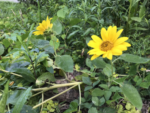 Sunflowers growing near Meadowbrook Log Cabin