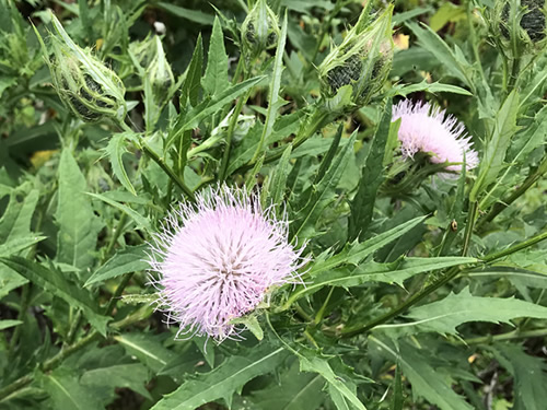 Black Swallowtail on Thistle at Jump Off Rock near Meadowbrook Log Cabin