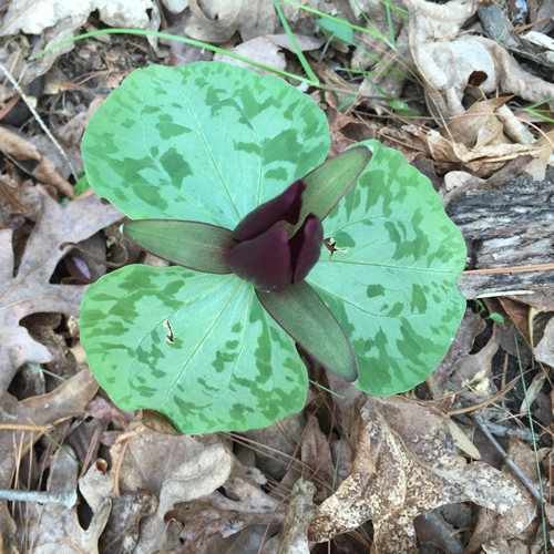 Wake-robin, Toadshade or Toad Trillium – Nature Walk around Meadowbrook Log Cabin, Hendersonville NC