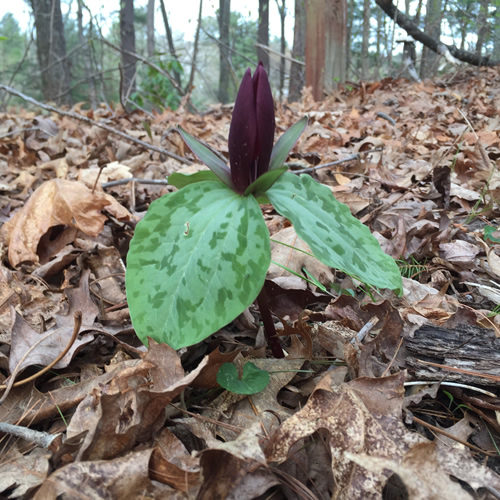 Wake-robin, Toadshade or Toad Trillium – Nature Walk around Meadowbrook Log Cabin, Hendersonville NC