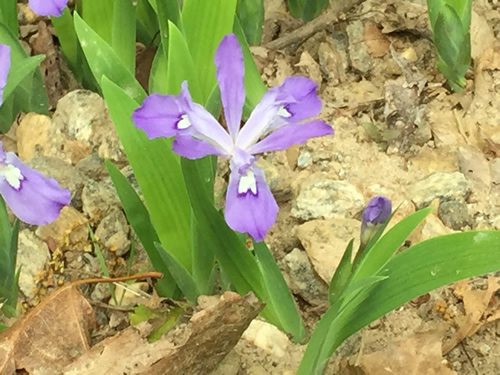 Dwarf Crested Iris (Iris cristata) - Wild Irises in Pisgah Forest – Things to do near Meadowbrook Log Cabin