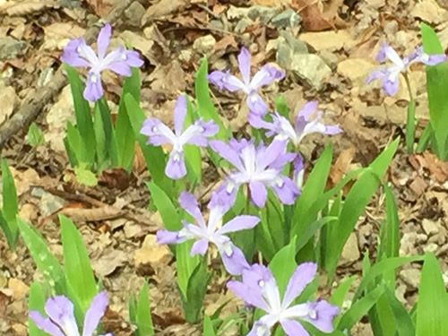 Dwarf Crested Iris have really short stems - Wild Irises in Pisgah Forest – Things to do near Meadowbrook Log Cabin