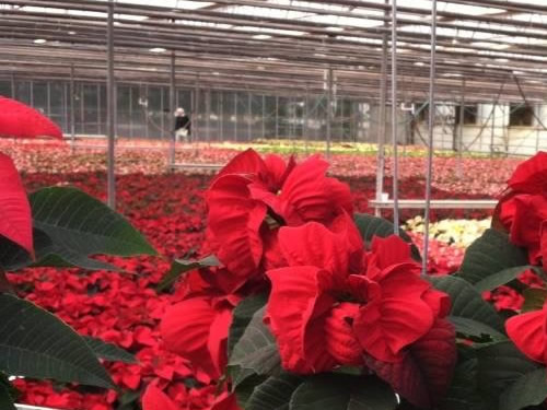 Poinsettias at VanWingerden Greenhouses - Open House at VanWingerden Greenhouses – Things to do near Meadowbrook Log Cabin in Hendersonville, NC