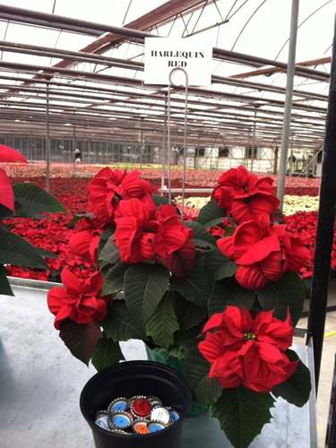 Poinsettias at VanWingerden Greenhouses - Open House at VanWingerden Greenhouses – Things to do near Meadowbrook Log Cabin in Hendersonville, NC