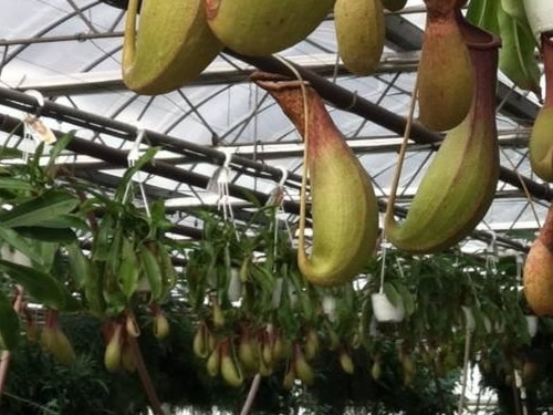 Pitcher Plants at VanWingerden Greenhouses - Open House at VanWingerden Greenhouses – Things to do near Meadowbrook Log Cabin in Hendersonville, NC