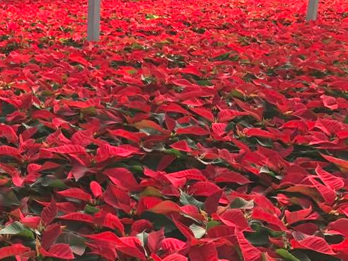 Poinsettias at VanWingerden Greenhouses - Open House at VanWingerden Greenhouses – Things to do near Meadowbrook Log Cabin in Hendersonville, NC