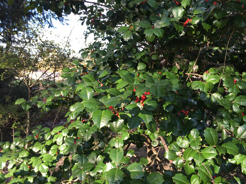 American Holly near Somerset Swamp - American Holly - Nature Walk around Meadowbrook Log Cabin