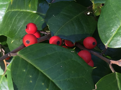 Only female holly have fruit - American Holly - Nature Walk around Meadowbrook Log Cabin