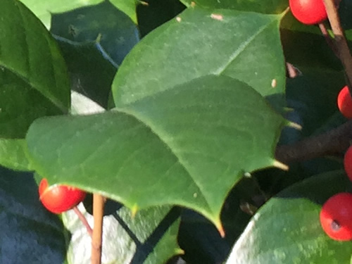 Holly is easy to identify - American Holly - Nature Walk around Meadowbrook Log Cabin