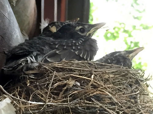 Baby Robins in a nest on the front porch - Winter Birds Near Meadowbrook Log Cabin