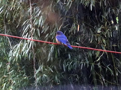 Blue Bird - Winter Birds Near Meadowbrook Log Cabin
