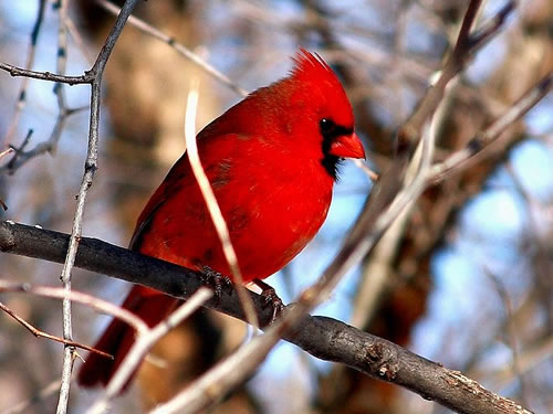 Cardinal Photo by E. RaheemWinter Birds Near Meadowbrook Log Cabin