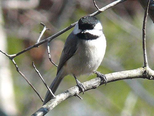 Carolina Chickadee Photo by Ken Thomas - Winter Birds Near Meadowbrook Log Cabin