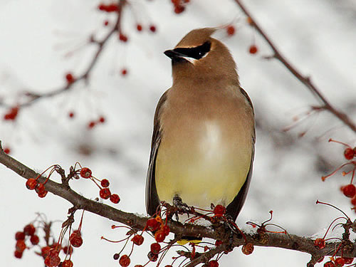 Cedar Waxwing Photo by Cheep Shot - Winter Birds Near Meadowbrook Log Cabin
