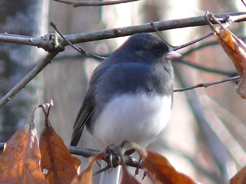 Dark-eyed Junco Photo by Ken Thomas - Dark-eyed Junco photo by Ken Thomas - Winter Birds Near Meadowbrook Log Cabin