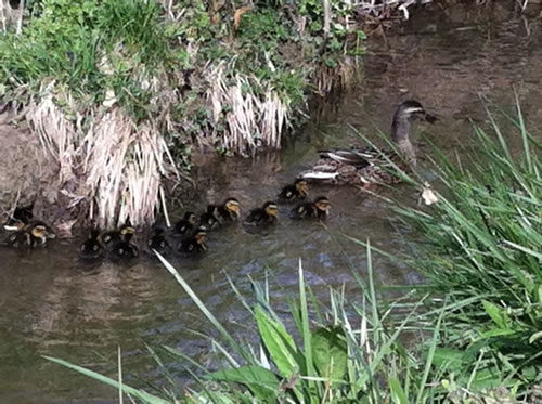 Mallard Ducks with her ducklings - Winter Birds Near Meadowbrook Log Cabin