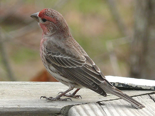 House Finch Photo by Ken Thomas - Winter Birds Near Meadowbrook Log Cabin