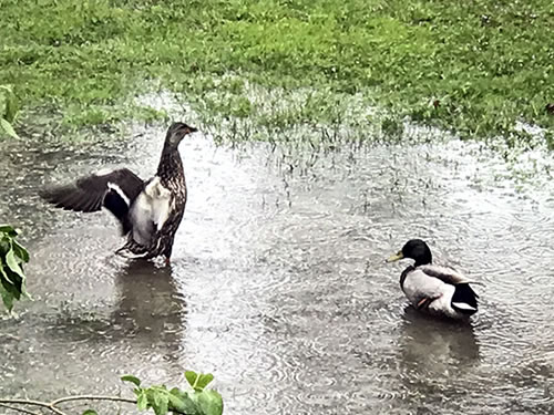 Mallard Ducks in a puddle in the front yard - Winter Birds Near Meadowbrook Log Cabin