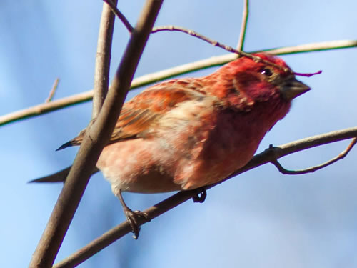 Purple Finch Photo by Melissa McMasters - Winter Birds Near Meadowbrook Log Cabin