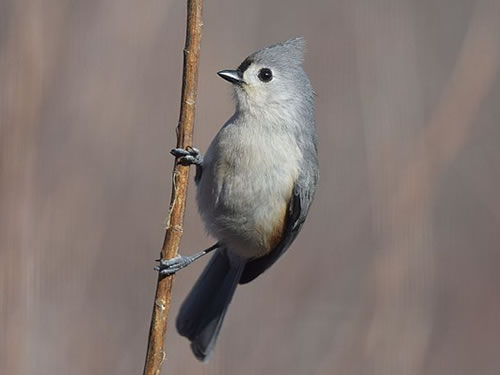 Tufted Titmouse Photo by Andy Reago and Chrissy McClarren - Winter Birds Near Meadowbrook Log Cabin