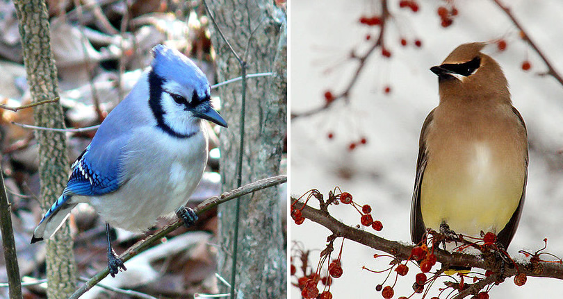Cedar Waxwing photo by Cheep Shot and Blue Jay photo by Ken Thomas - Winter Birds Near Meadowbrook Log Cabin