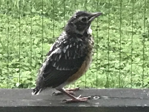 Robin on the Porch at Meadowbrook Log Cabin