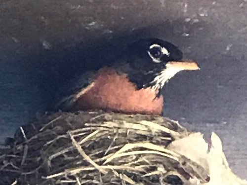 We really weren't this close. I just zoomed in on the photo. - Robin on the Porch at Meadowbrook Log Cabin