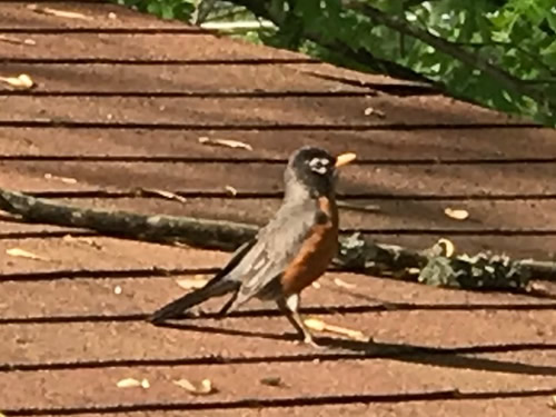 Zeeeeup! Peek! There is the robin, trying to get our attention. - Robin on the Porch at Meadowbrook Log Cabin
