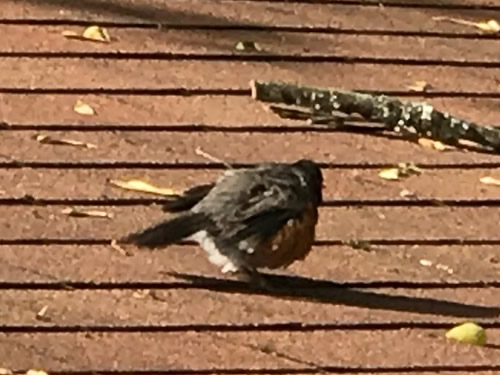 The robin tried to draw us away from the nest. - Robin on the Porch at Meadowbrook Log Cabin