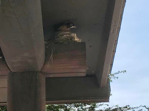 A robin has built a nest on the porch of the cabin again this year. - Robin on the Porch at Meadowbrook Log Cabin