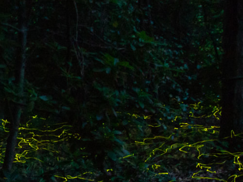Fireflies above the leaf litter at the edge of a forest. - Firefly Season at Meadowrook Log Cabin
