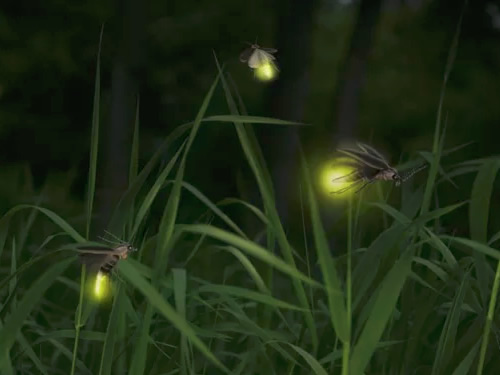 Fireflies in the grass - Firefly Season at Meadowrook Log Cabin