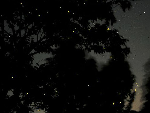 Christmas Tree Lightning Bugs high in the trees - Firefly Season at Meadowrook Log Cabin